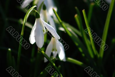 Snowdrop (Galanthus)