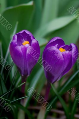 crocus