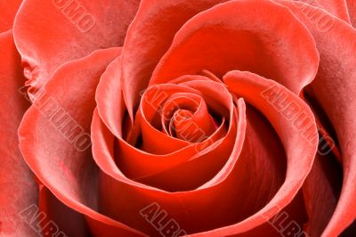 Lovely red rose