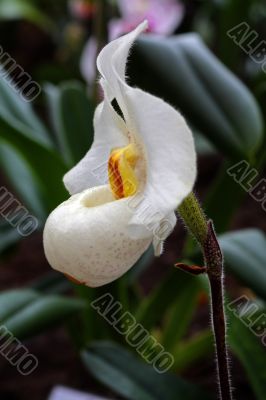 Paphiopedilum Orchid