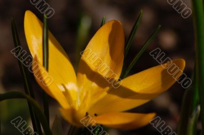 crocus