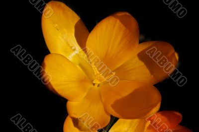 crocus