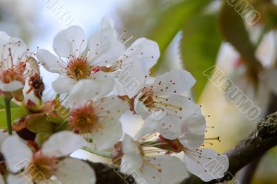 apple blossom