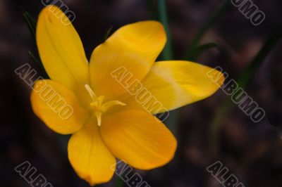 crocus