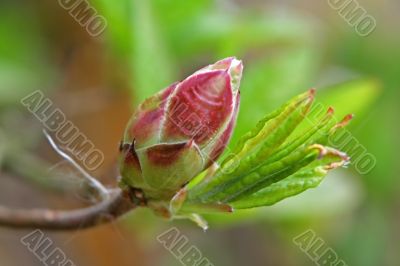 Rhododendron