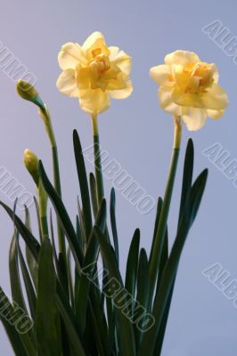 narcissus