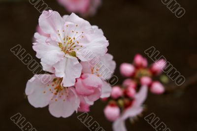 Almond (Prunus dulcis)