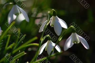 Snowdrop (Galanthus)