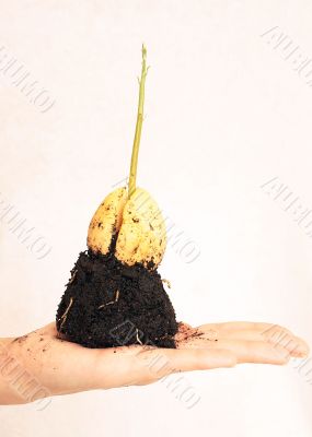 Progrown seed of an avocado