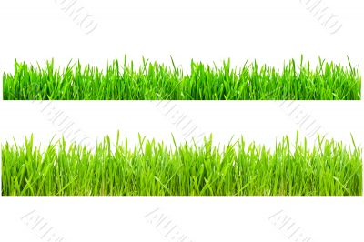 Green Grass