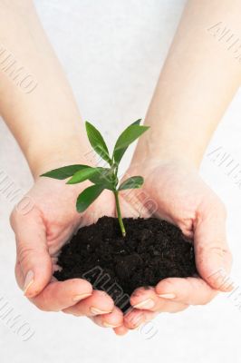 Green plant in a hands