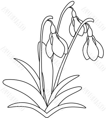 Snowdrop Flower