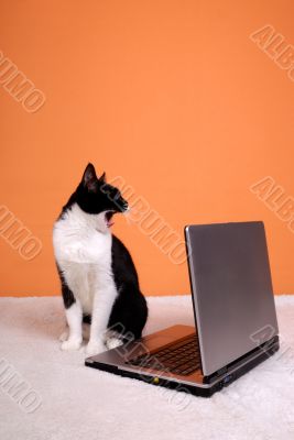 Cat yawning about the laptop