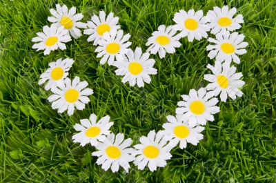 heart of daisies on the grass