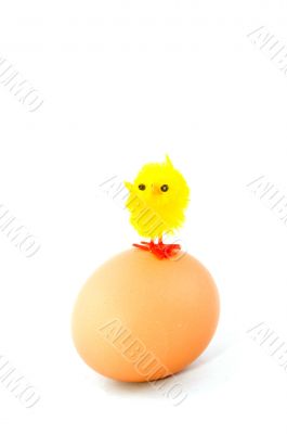 little chicken standing on top of an egg