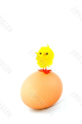 little chicken standing on top of an egg