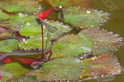 Red Damselfly (Vagrant Darter, Sympetrum vulgatum)