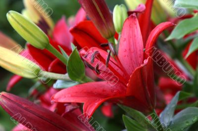 Lily