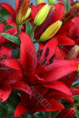 Lily