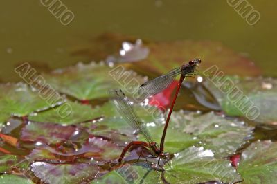 Red Damselfly (Vagrant Darter, Sympetrum vulgatum)