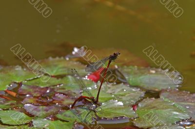 Red Damselfly (Vagrant Darter, Sympetrum vulgatum)