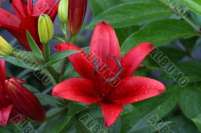Lily