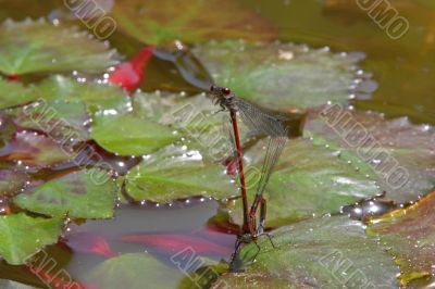 Red Damselfly (Vagrant Darter, Sympetrum vulgatum)