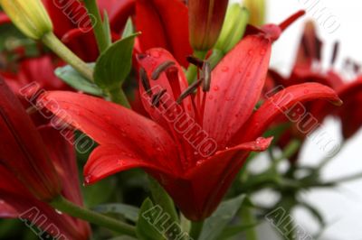 Lily