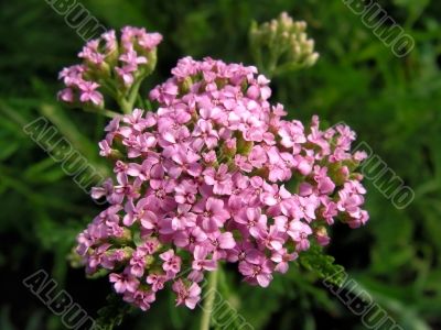 achillea