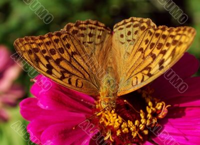 butterfly