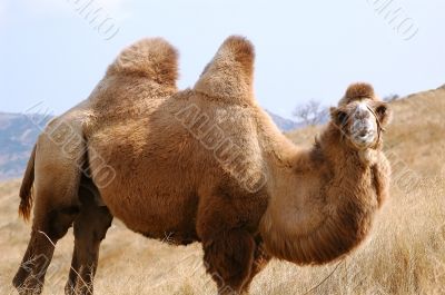 camel