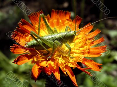 grasshopper