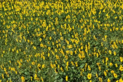 sunflowers