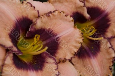 lilies