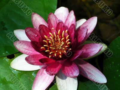 lotus