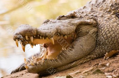 Sleeping Crocodile
