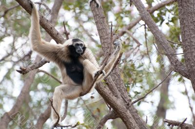 Gibbon