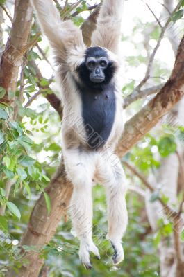 A Gibbon Hanging from the Tree