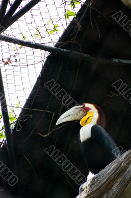 Hornbill On the Tree