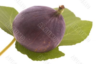 figs on the leaf