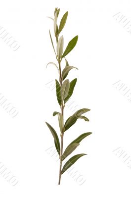 olive branch