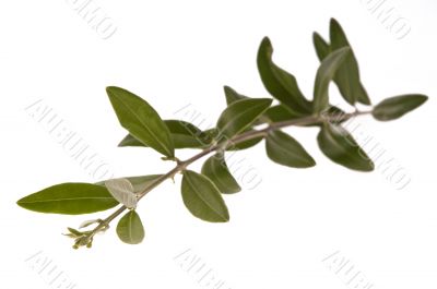 olive branch