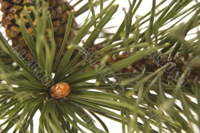 evergreen branch with cone