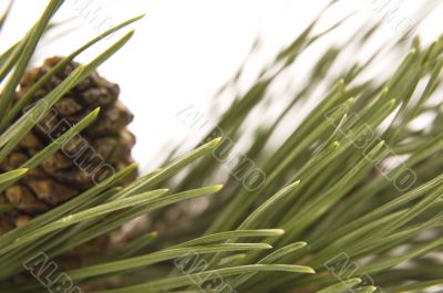 evergreen branch with cone