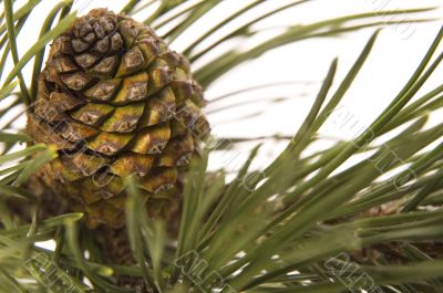 evergreen branch with cone
