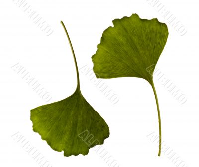 ginkgo biloba. one leaf - two sides