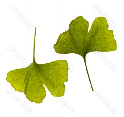 ginkgo biloba. one leaf - two sides