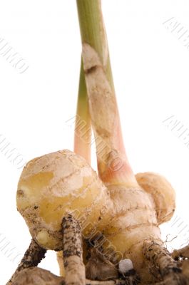 fresh ginger root. plant