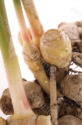 fresh ginger root. plant