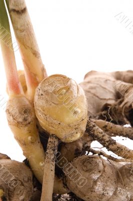 fresh ginger root. plant